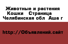 Животные и растения Кошки - Страница 2 . Челябинская обл.,Аша г.